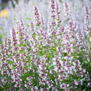 Котовник великоквітковий florina