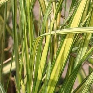 Війник (Куничник) england