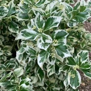 Бересклет (Бруслина) Форчуна silver queen