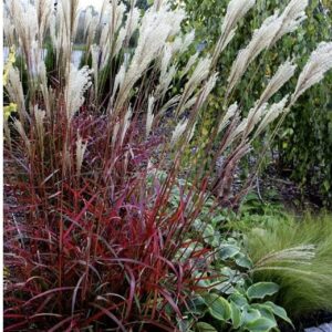 Міскантус китайський Dronning Ingrid