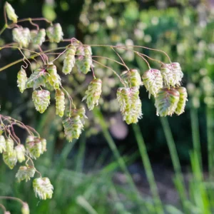 Трясунка середня / briza media