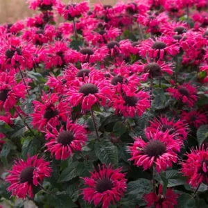 Монарда bee happy