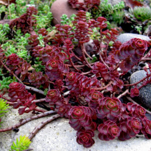 Седум dragon’s blood