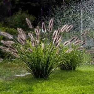 Декоративні трави