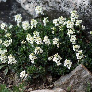 Арабіс suendermanii