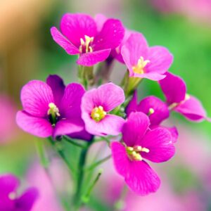 Арабіс compinkie