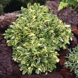 Арабіс old gold