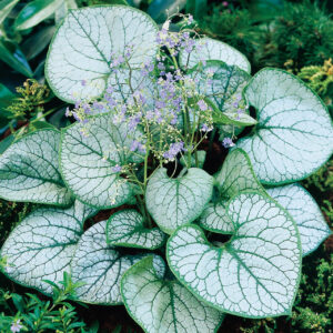 Брунера alexander’s great