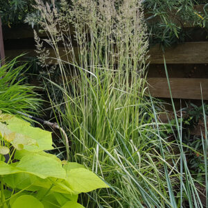 Війник (Куничник) avalanche