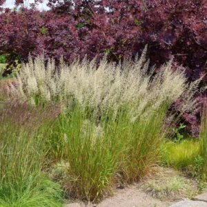 Війник (Куничник) waldenbuch