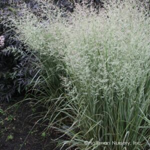 Війник (Куничник) overdam