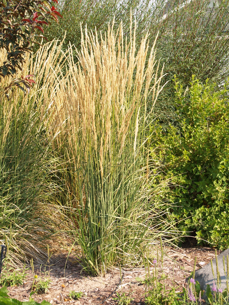 Війник (Куничник) avalanche