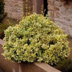 Кущі та дерева