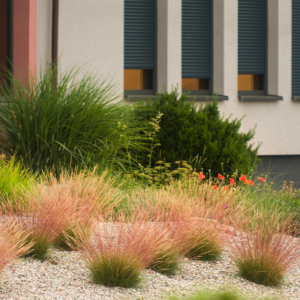 Вівсяниця (Костриця) sunrise