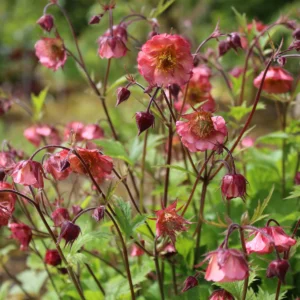 Гравілат bell bank