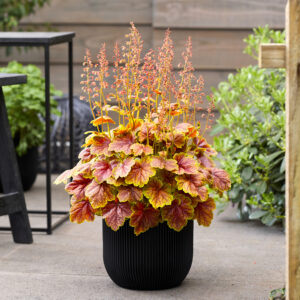 Багаторічники для тінистого саду