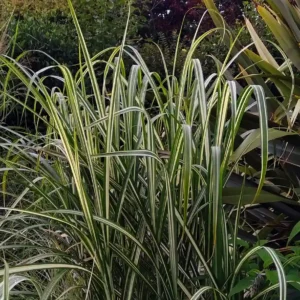 Міскантус китайський Cosmopolitan