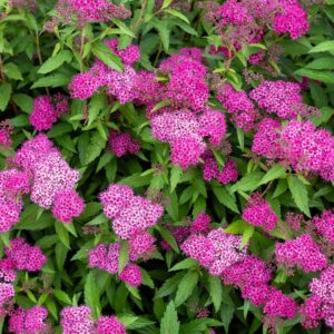 Спірея японська manon