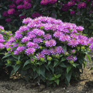 Монарда elsie’s lavender