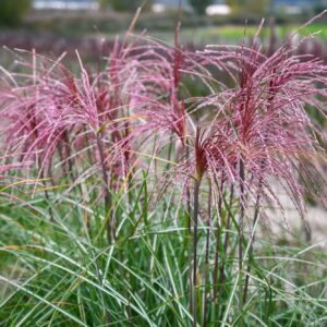 Міскантус китайський polonus