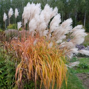 Міскантус китайський Ballerina