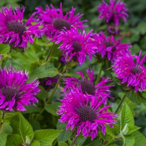 Монарда Bee Free