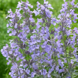 Котовник Фасена junior walker