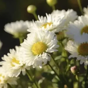 Айстра новобельгійська «Showmakers Arctic White»