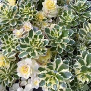 Седуми і молодила