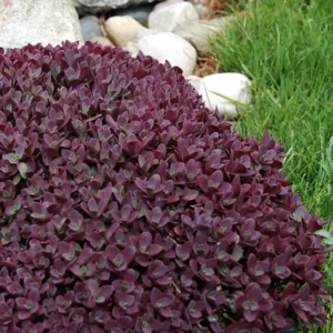 Седум sunsparkler firecracker