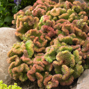 Седум cristatum