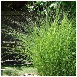 Міскантус китайський Gracillimus