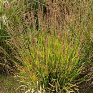 Війник (Куничник) cheju‑do