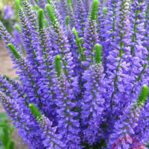 Вероніка колосиста blue explosion