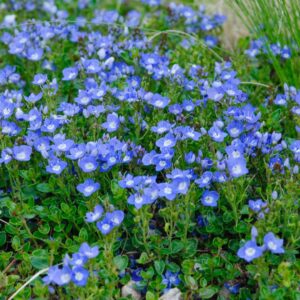 Вероніка турецька / veronica liwanensis