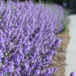 Котовник Фасена six hills giant