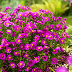 Айстра чагарникова «jenny»