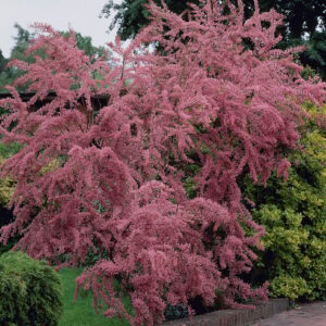 Тамарикс дрібноквітковий