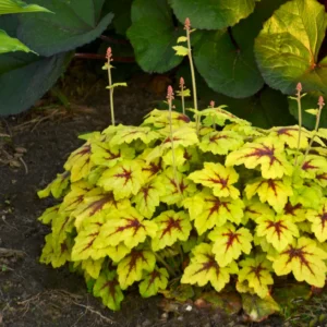 Гейхера catching fire