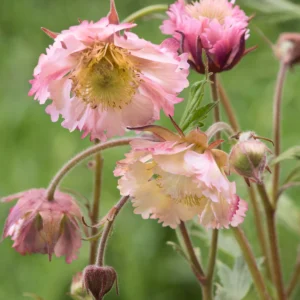 Гравілат censation pink fluffy