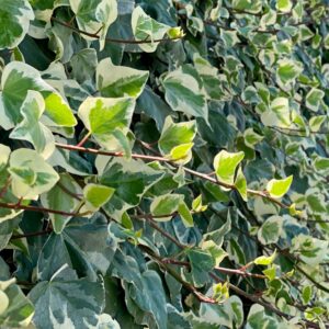 Ліани та плющі