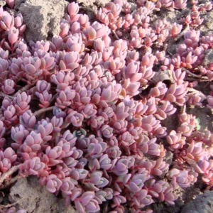 Седум rosenteppich