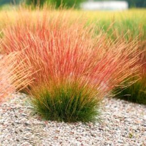 Вівсяниця (Костриця) walberla