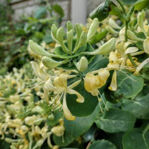 Жимолость (ліана) caprifolium