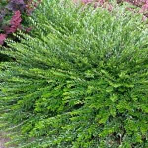 Жимолость (кущова) шапкова