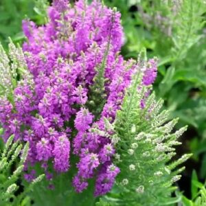 Вероніка колосиста purple explosion