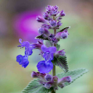 Котовник гроновидний little titch