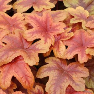 Гейхера brass lantern