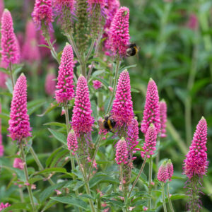 Вероніка довголиста first love