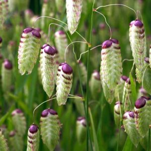 Трясунка велика / briza maxima